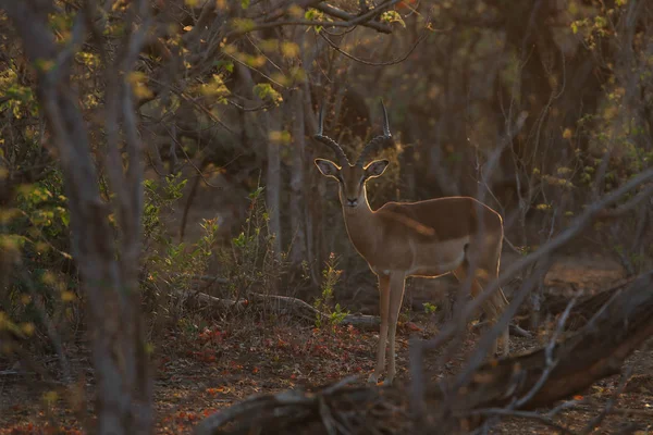 Impala Στέκεται Και Κοιτάζει Επίμονα Την Kruger National Park Νότια — Φωτογραφία Αρχείου