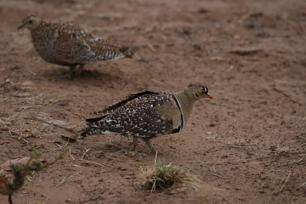 Nahaufnahme Eines Schönen Vogels Hintergrund — Stockfoto