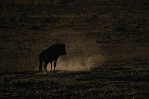 Bufalo Che Cammina Tramonto Africa — Foto Stock