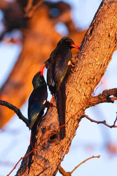 Chough Vermelho Faturado Pyrrhocorax Pyrhocorax Pássaros Árvore — Fotografia de Stock