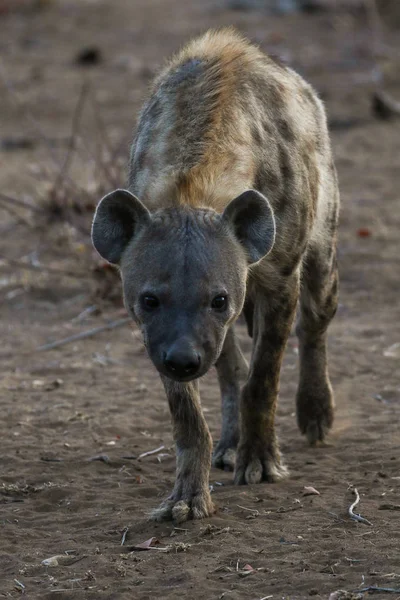 Hiena Caminando Parque Nacional Kruger —  Fotos de Stock