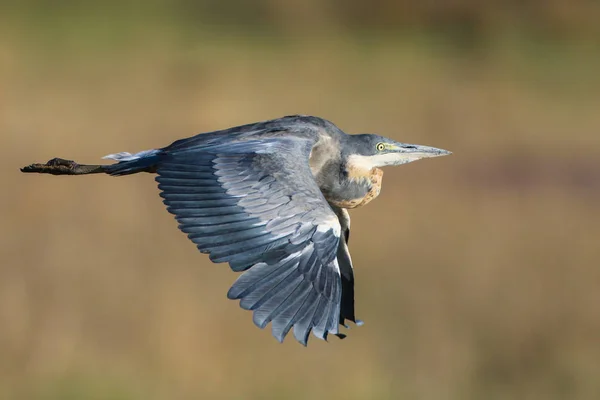 Purple heron bird , South Africa