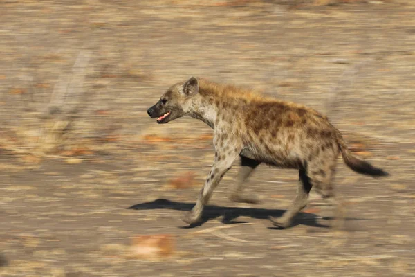 Hyena Marche Dans Parc National Kruger — Photo