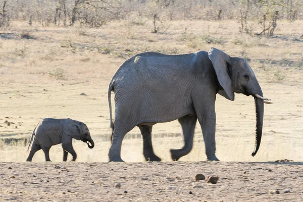 Bebé Elefante Africano Caminando Con Adulto Sudáfrica — Foto de Stock