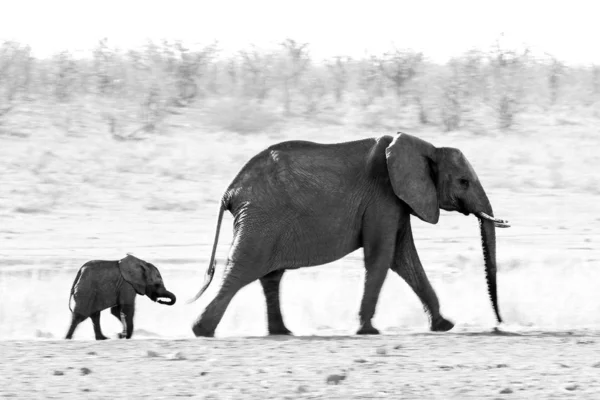 Bebé Elefante Africano Caminando Con Adulto Sudáfrica —  Fotos de Stock