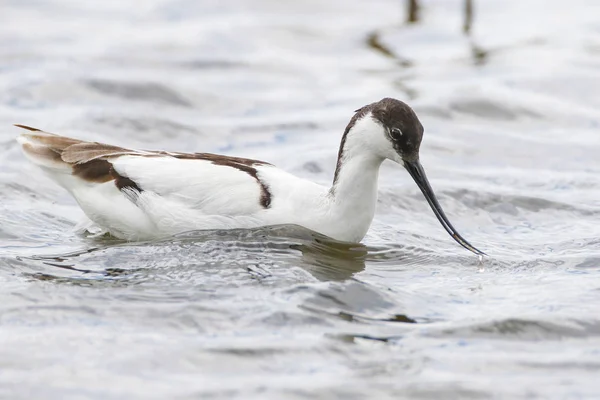 Pied avocet (black and white bird with curved beak) feeding on lake, South Africa