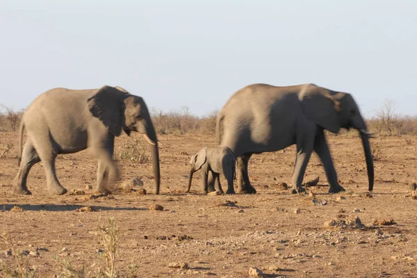 Elefante Bebé Con Adultos Parque Nacional Kruger — Foto de Stock