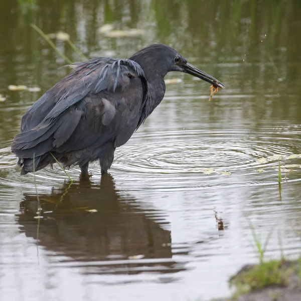 Siyah heron avcılık, Güney Afrika