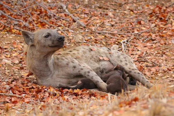 Sevimli küçük benekli sırtlan kuru zeminde, Kruger National Park, Güney Afrika oynamak 