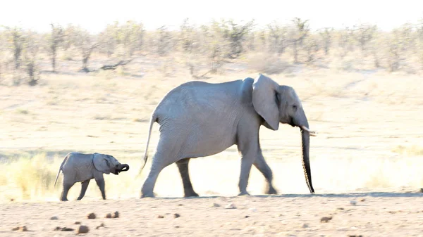 Bebé Elefante Africano Caminando Con Adulto Sudáfrica — Foto de Stock