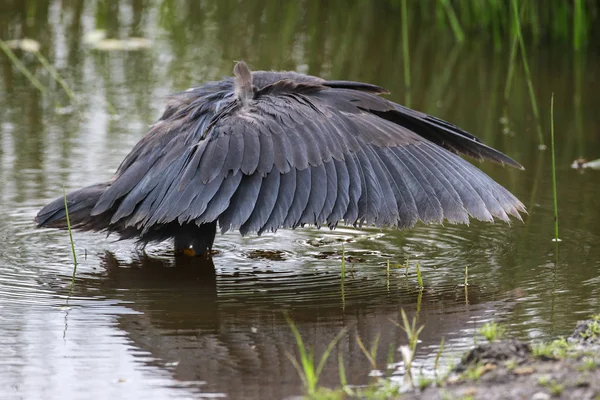 Schwarzreiher Auf Jagd Südafrika — Stockfoto