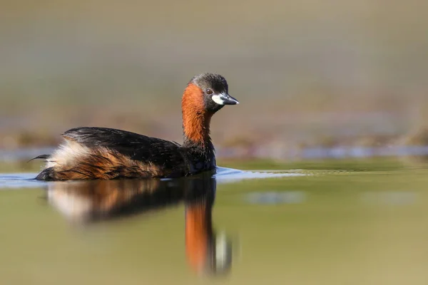 Little grebe duck bird floating on calm water with reflection, South Africa