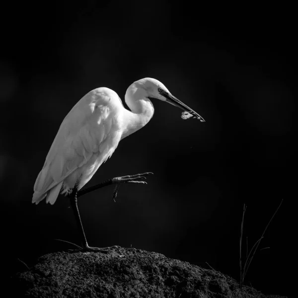 Pouco Egret Caça Para Peixes Água Lago Kruger National Park — Fotografia de Stock
