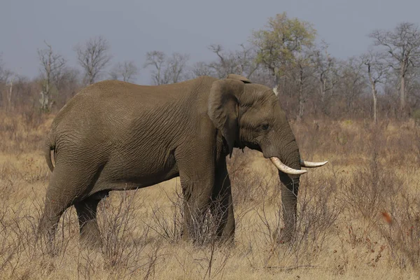 Éléphant Afrique Dans Parc National Kruger — Photo