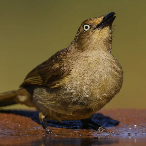 Afrika Gaga Dokunmadan Ile Gölet Kuş Içme — Stok fotoğraf