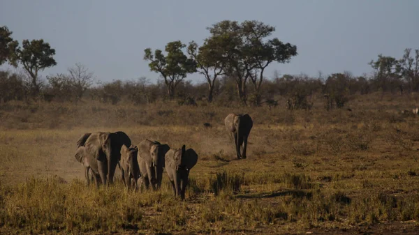 Elefante Bebé Con Adultos Parque Nacional Kruger — Foto de Stock