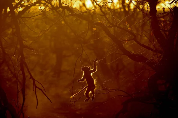 Low key image of chacma baboon playing at sunset with rim lighting