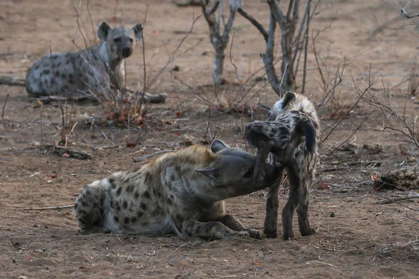 sırtlanlar niteliğine Kruger National Park