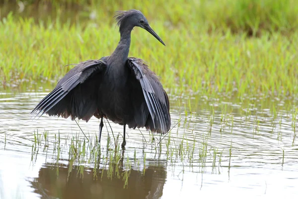 Siyah heron avcılık, Güney Afrika