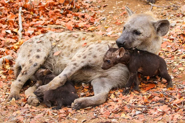 Ładniutka Mało Zauważony Hiena Grając Suchej Ziemi Kruger National Park — Zdjęcie stockowe