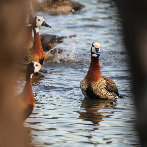 White-faced ducks in shallow water having a bath, South Africa