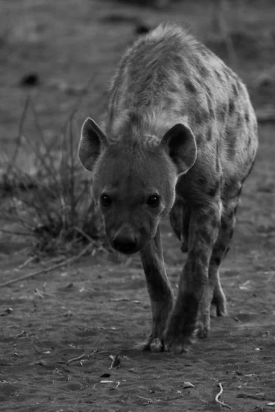 Hiena Caminando Parque Nacional Kruger —  Fotos de Stock