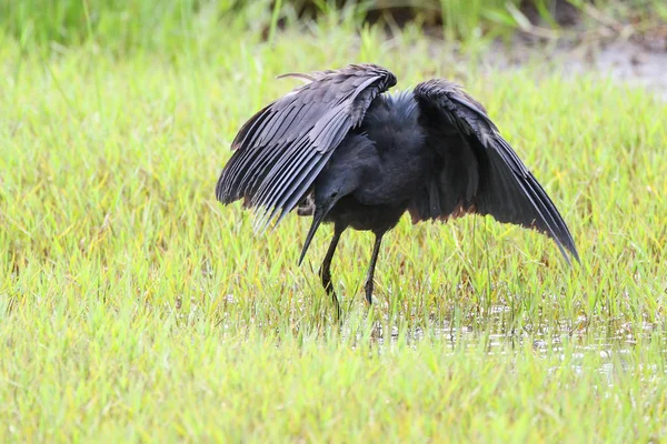 Caza Garza Negra Sudáfrica — Foto de Stock