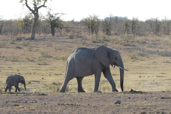 Африканський Слон Дитини Ходити Дорослим Південно Африканська Республіка — стокове фото