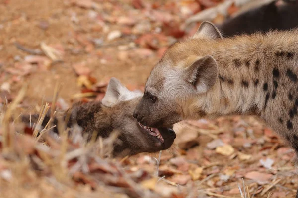 Niedliche Kleine Gefleckte Hyäne Die Auf Trockenem Boden Spielt Kruger — Stockfoto
