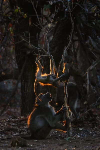 Bild Des Chakma Pavians Der Bei Sonnenuntergang Mit Felgenbeleuchtung Spielt — Stockfoto