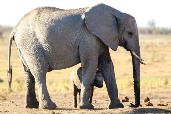 Afrikansk Elefant Baby Promenader Med Vuxen Sydafrika — Stockfoto