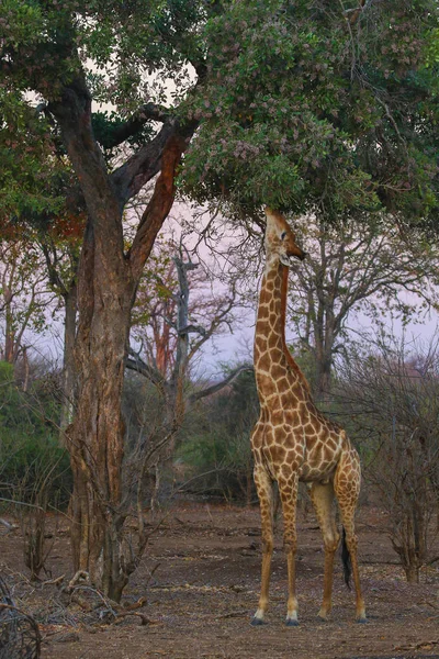 Porträtt Afrikanska Giraff Med Himlen Bakgrunden Kruger National Park — Stockfoto