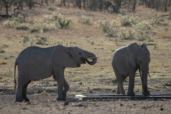 Elefante Bebé Con Adultos Parque Nacional Kruger — Foto de Stock