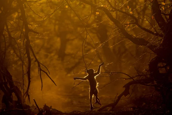 Low key image of chacma baboon playing at sunset with rim lighting