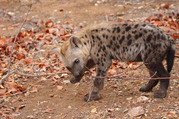 Cute little spotted hyena playing on dry ground, Kruger National Park, South Africa