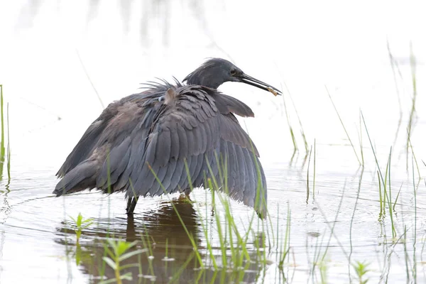 Black Heron Hunting South Africa — Stock Photo, Image