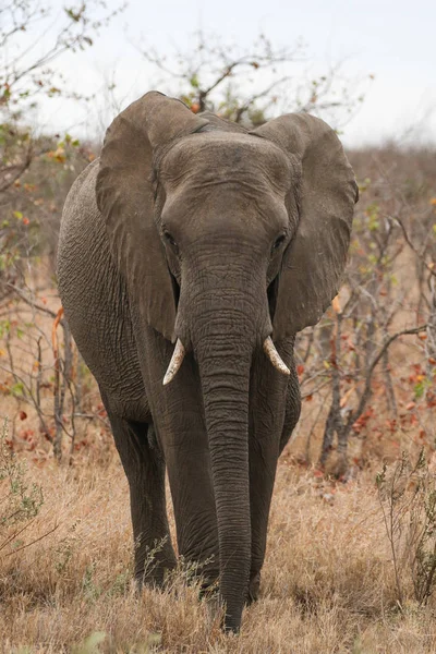 Éléphant Afrique Dans Parc National Kruger — Photo