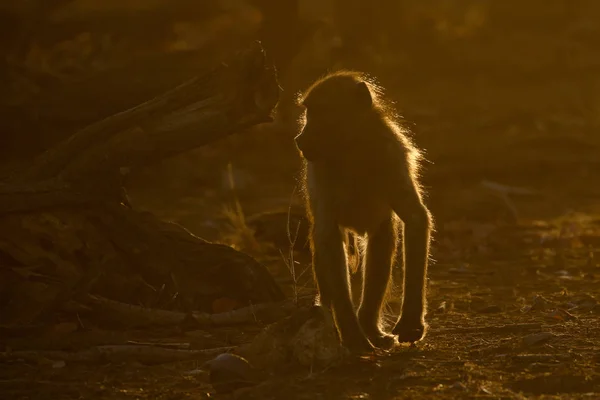 Baixo Imagem Chave Babuíno Chacma Jogando Pôr Sol Com Iluminação — Fotografia de Stock