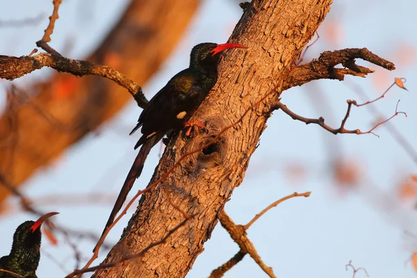 Tronco Dal Becco Rosso Pirrocorace Pirrocorace Uccelli Albero — Foto Stock