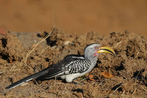 Red Billed Hornbill Finding Insects Eat Elephant Dung Kruger National — Stock Photo, Image