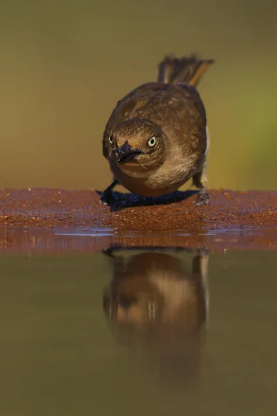bird drinking from pond with beak touching water in Africa
