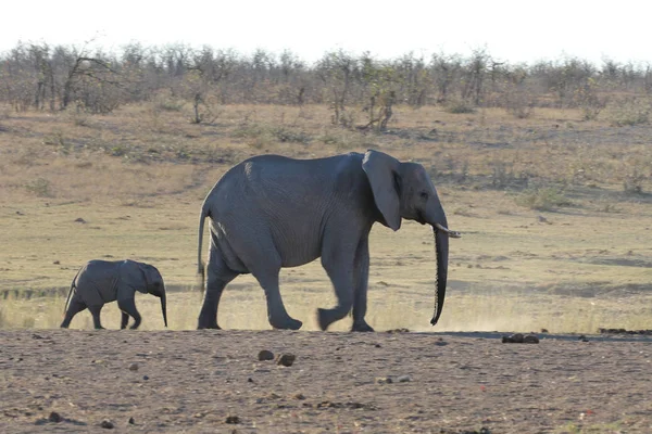 Bebé Elefante Africano Caminando Con Adulto Sudáfrica — Foto de Stock