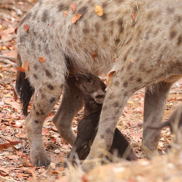 Linda Hiena Manchada Jugando Tierra Seca Parque Nacional Kruger Sudáfrica —  Fotos de Stock