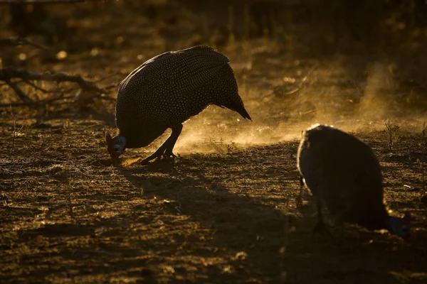 Flótázó Barátait Francolin Spurfowls Madarak Fióktelep Bokor Háttérben Kruger Nemzeti — Stock Fotó