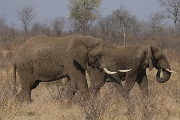 Afrikanska Elefanter Kruger National Park — Stockfoto