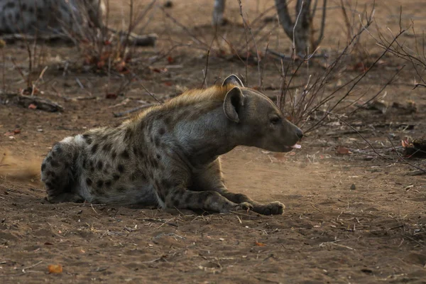 Hiena Sobre Natureza Parque Nacional Kruger — Fotografia de Stock