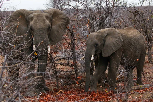 Elefantes Africanos Parque Nacional Kruger — Foto de Stock