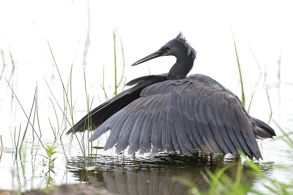 Lov Černé Heron Jižní Afrika — Stock fotografie