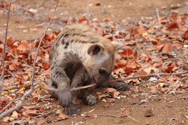 Ładniutka Mało Zauważony Hiena Grając Suchej Ziemi Kruger National Park — Zdjęcie stockowe