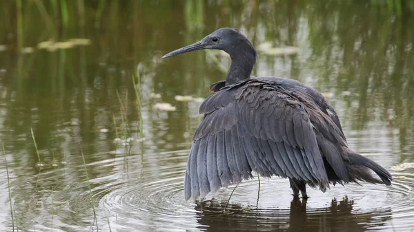 Siyah heron avcılık, Güney Afrika